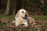 GOLDEN RETRIEVER 823
